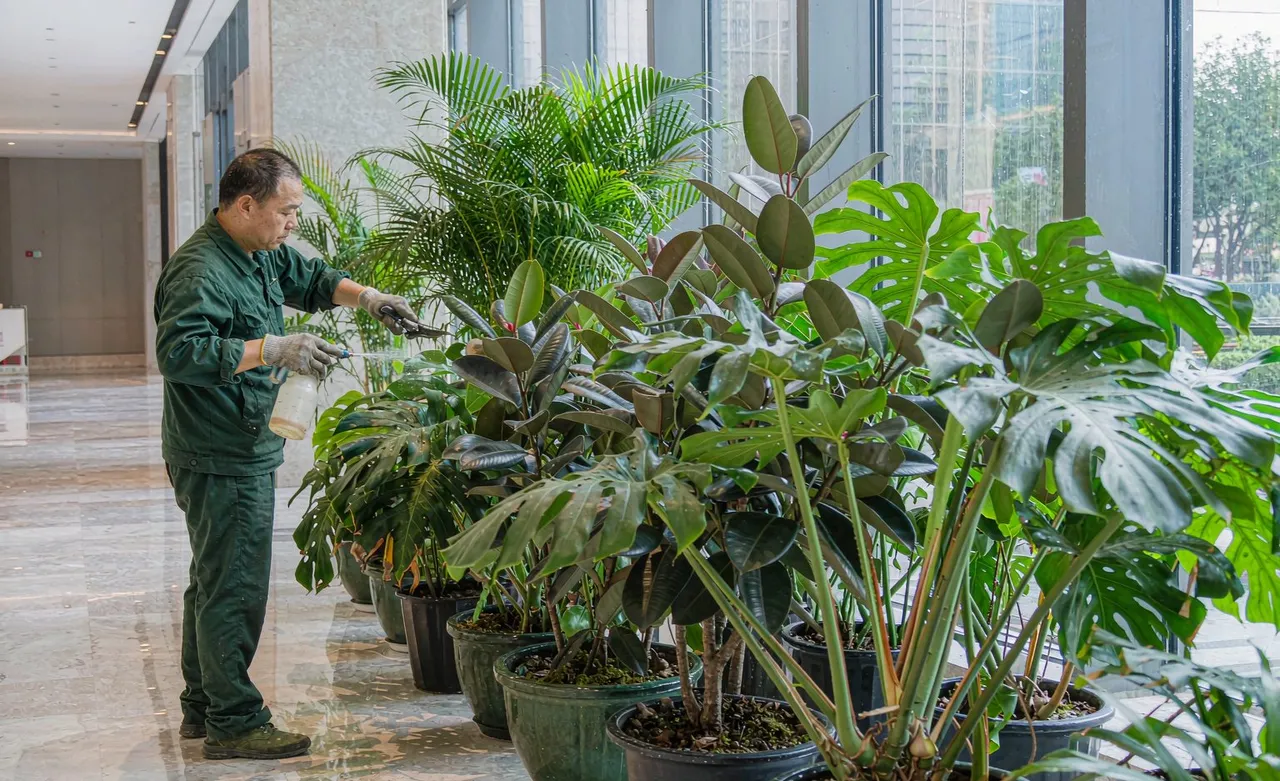 科海园林绿植租摆服务升级 覆盖办公园区全年绿植养护